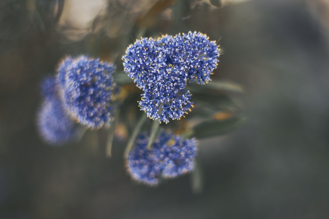 Farbenpracht und Duft im Garten – Blauregen pflanzen leicht gemacht