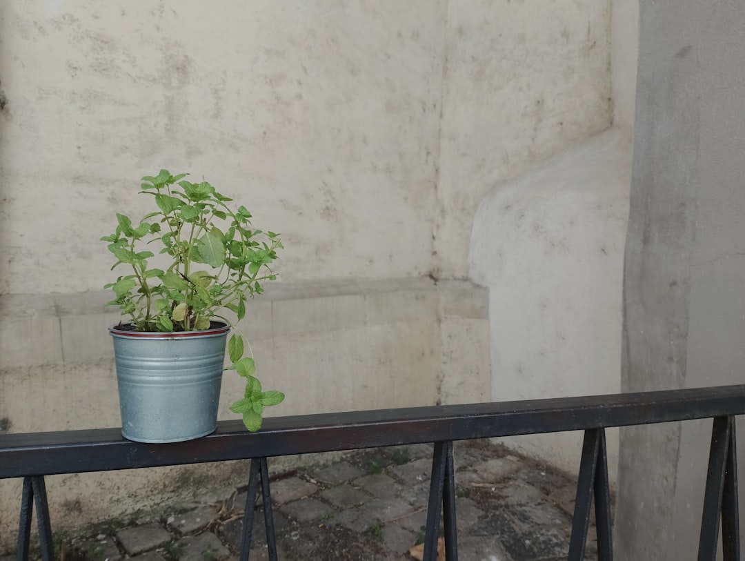 Pflanzen gegen Zecken: Natürlicher Schutz für Garten und Balkon