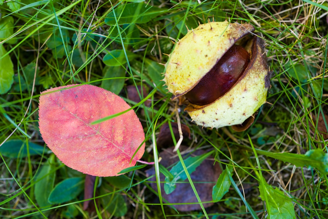 Mos in het gazon: oorzaken, oplossingen en een gezonder gras