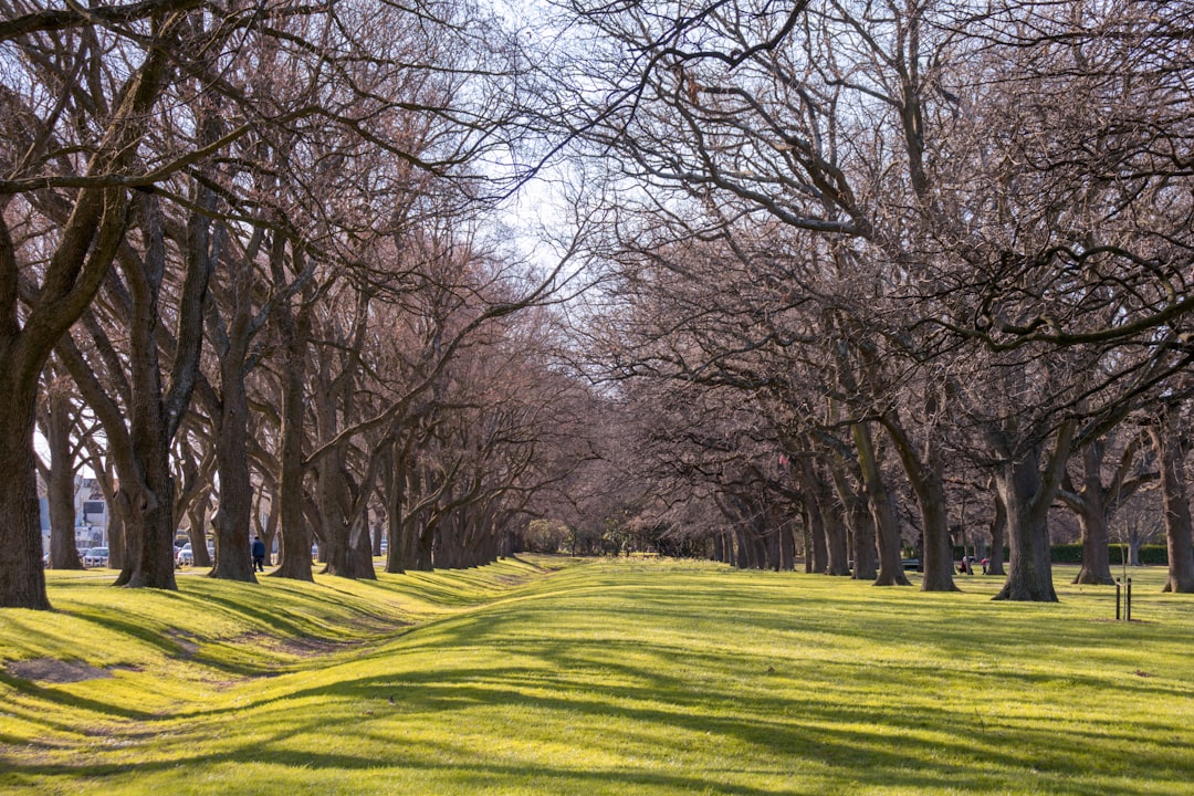 Gartenbäume: welke boom past bij jouw tuin?