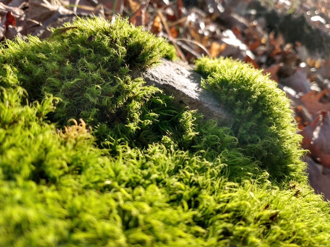 Moos bekämpfen in je tuin: zo krijg je een gezond en groen gazon
