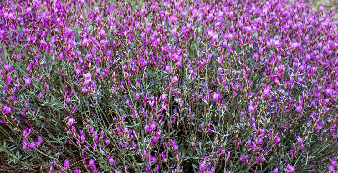 Bloeiende planten in de tuin: zo kies en plant je ze succesvol
